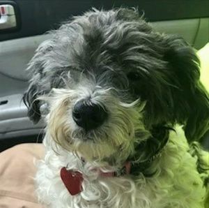 Meet your Posher, Will